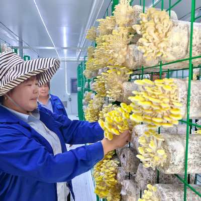 ছত্রাক উৎপাদনকারী বুদ্ধিমান মাশরুম কন্টেইনার উদ্ভাবনী নকশা