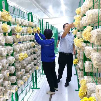 শিক্ষামূলক উদ্দেশ্যে পরিবেশ বান্ধব মাশরুম কন্টেইনার টেকসই বহুমুখী