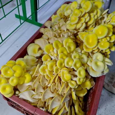 সঠিকভাবে তাপমাত্রা নিয়ন্ত্রন আর্দ্রতা বায়ুচলাচল আলো মাশরুম ধারক