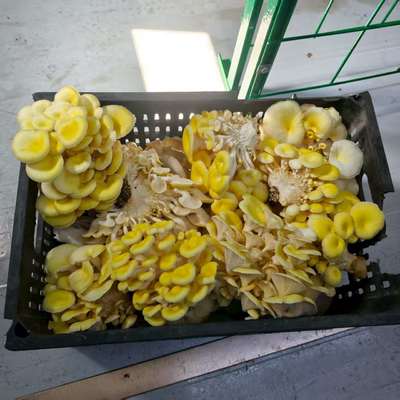 উচ্চ উৎপাদনশীলতা সম্পন্ন মাশরুম চাষের পাত্র