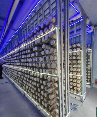 মাশরুম চাষ